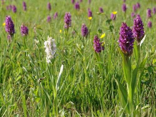 Dactylorhiza incarnata (L.) Soó resmi