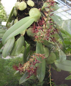 Image of Bulbophyllum barbigerum Lindl.