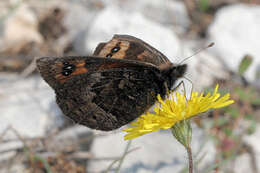 Erebia epistygne Hübner 1816 resmi