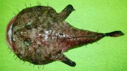 Image of Black-mouthed goosefish