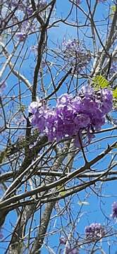 Plancia ëd Jacaranda caucana Pittier