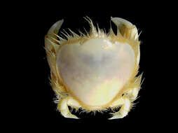 Image of Thia scutellata