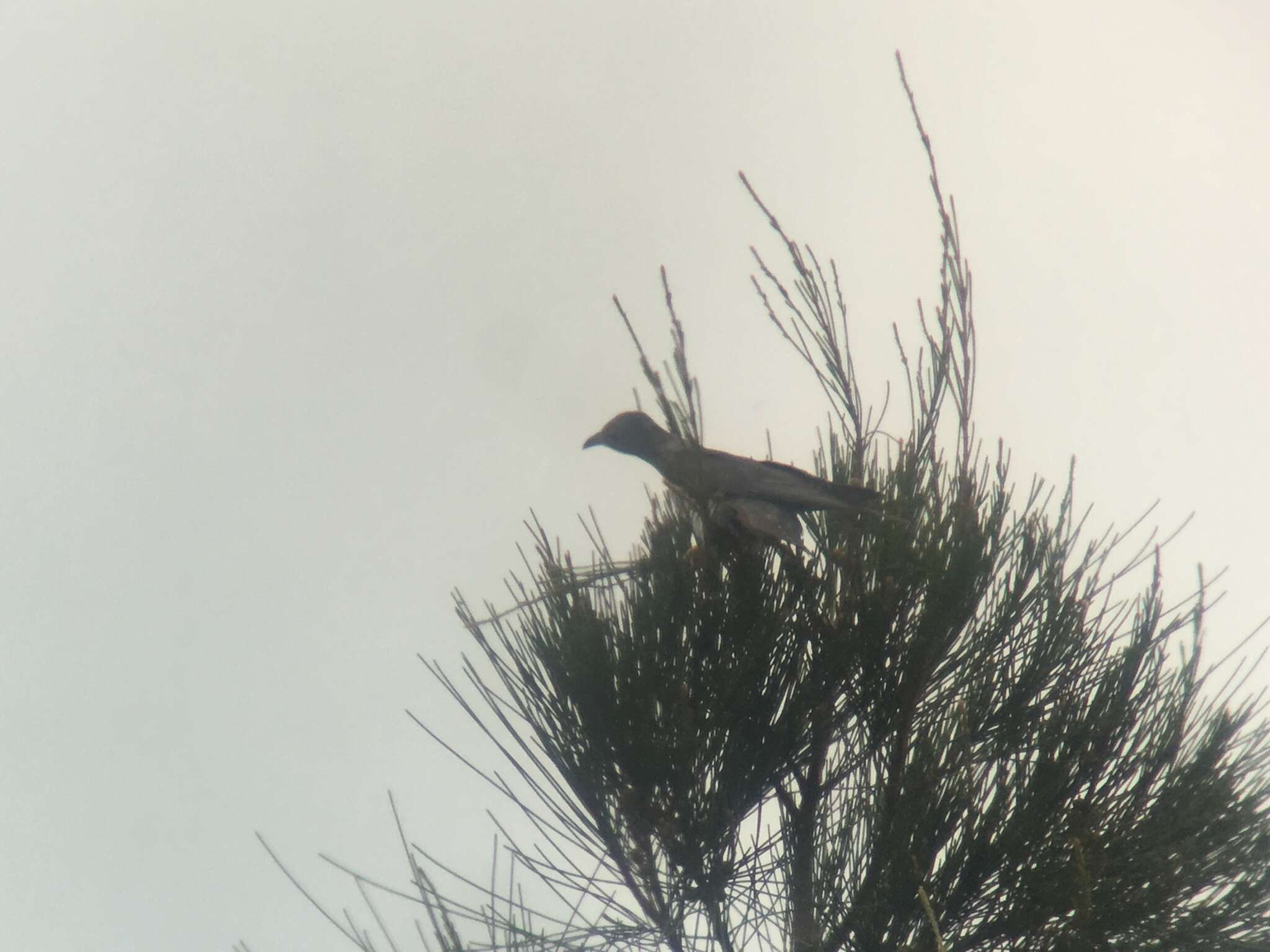 Image of Oriental Cuckoo