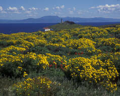 Image de Coreopsis gigantea (Kellogg) Hall