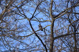 Image of Garrulus glandarius glandarius (Linnaeus 1758)