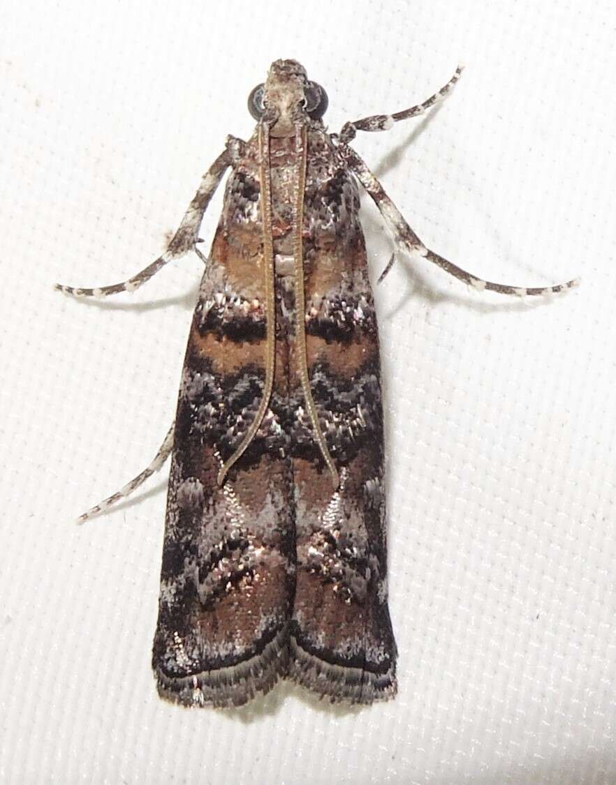 Image of Zimmerman Pine Moth