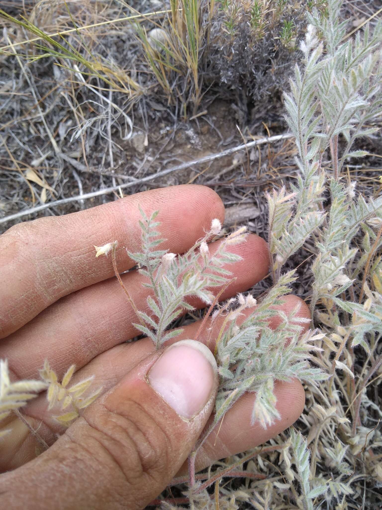 Imagem de Astragalus lyallii A. Gray