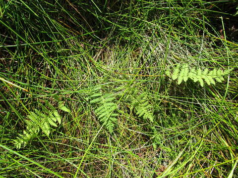 Image of Thelypteris confluens (Thunb.) C. V. Morton