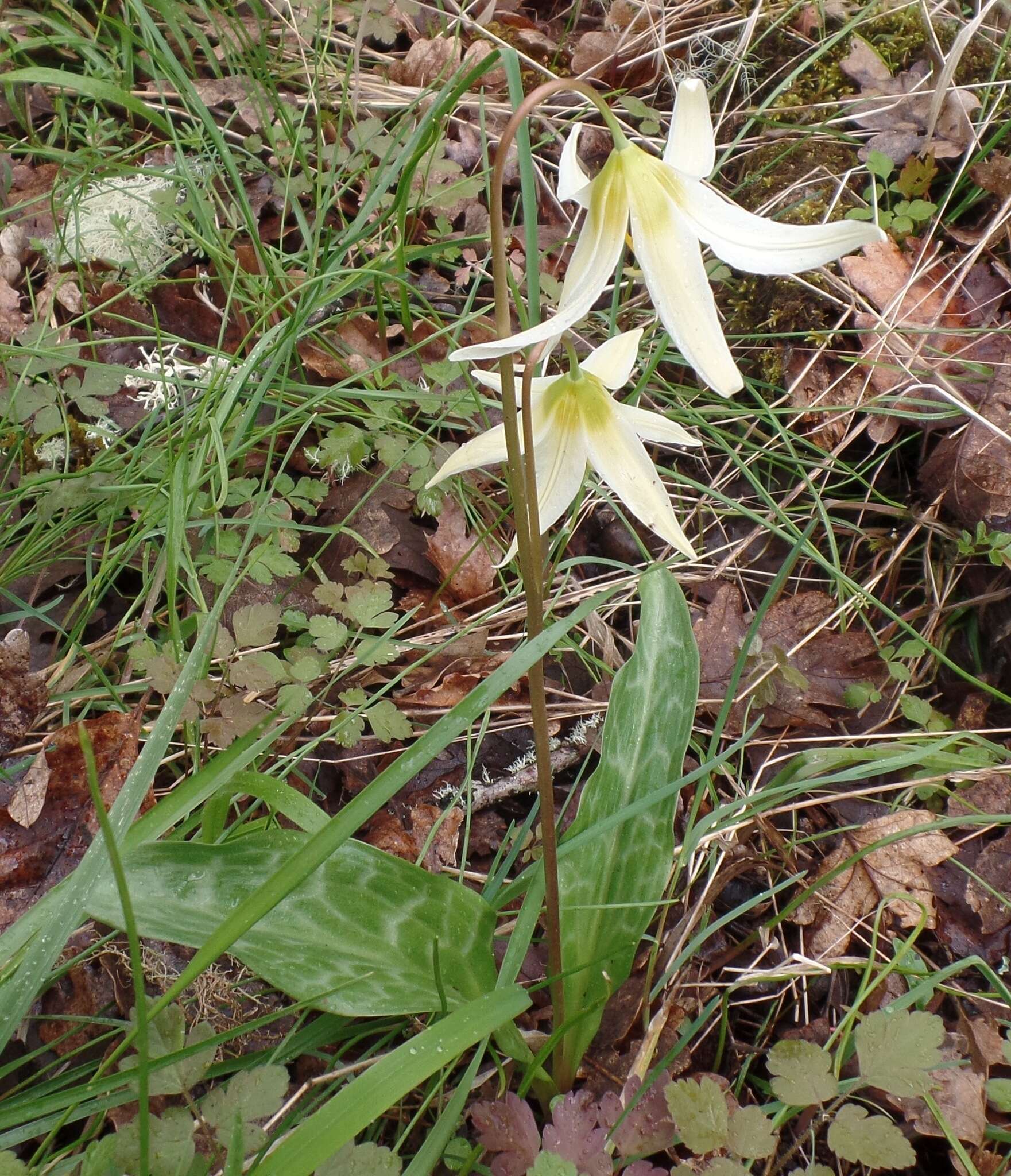 Imagem de Erythronium oregonum Applegate