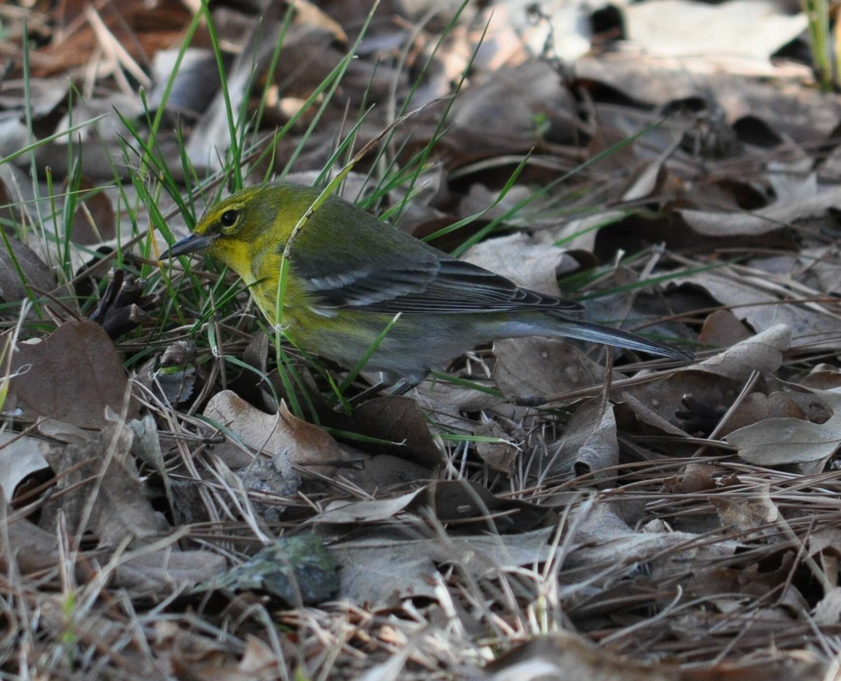 Image of Pine Warbler