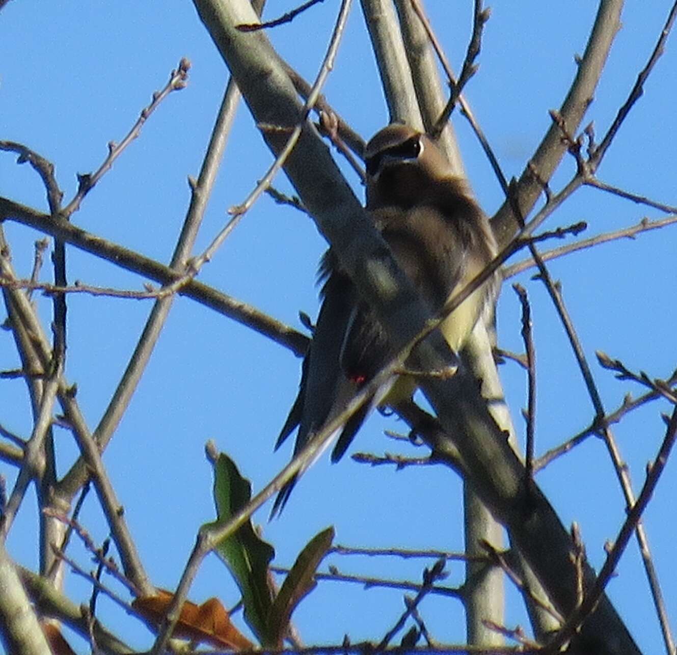 Image of Waxwing