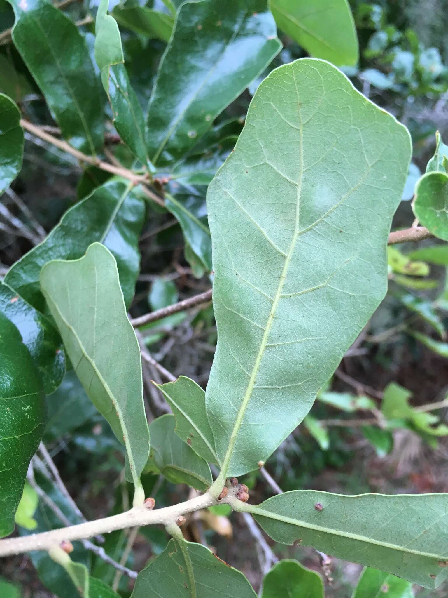 Image of Chapman Oak