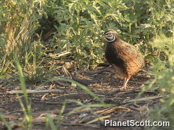 Image of Harlequin Quail