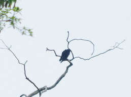 Image of Greater Yellow-headed Vulture