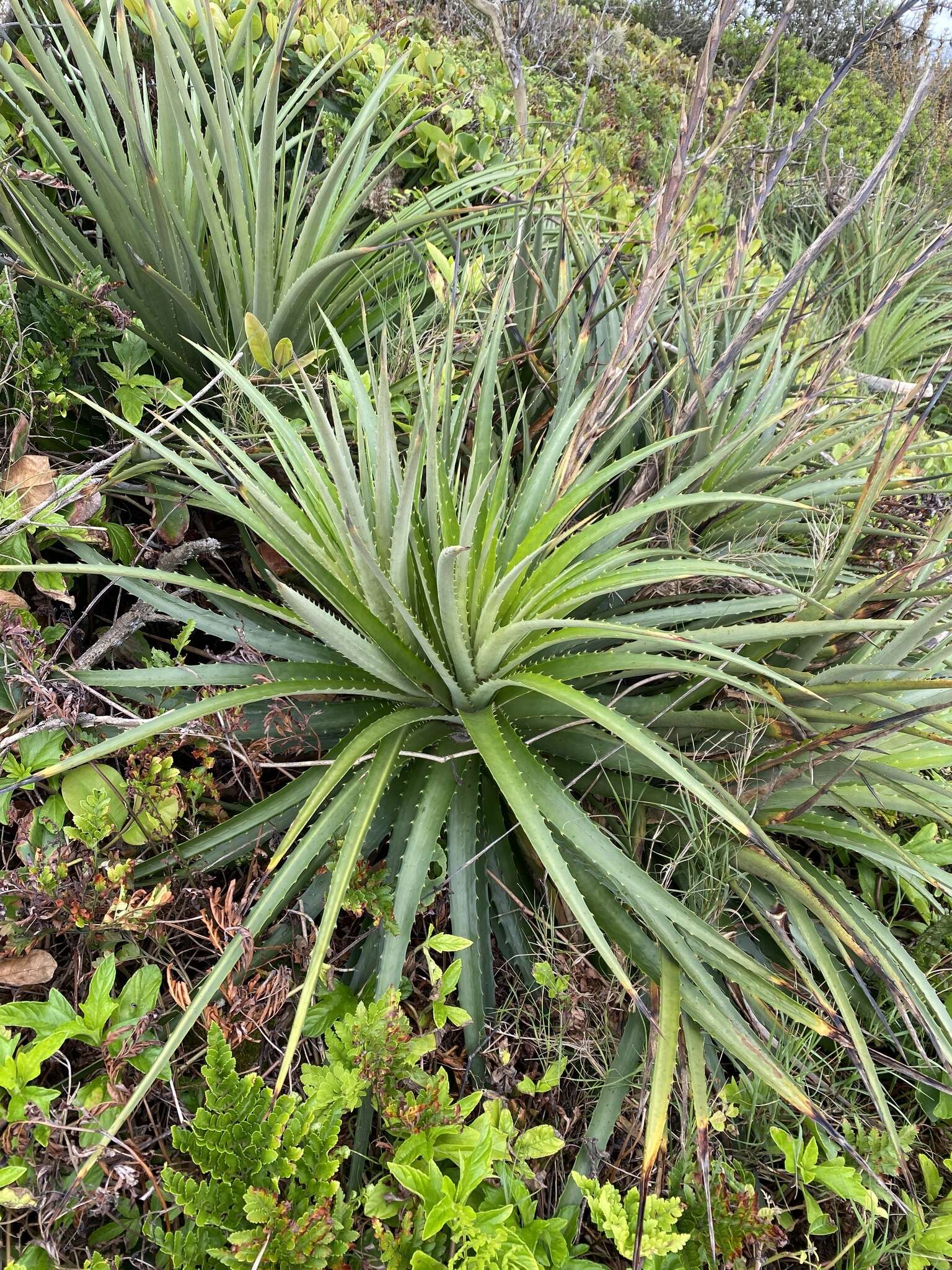 Image of Dyckia encholirioides (Gaudich.) Mez