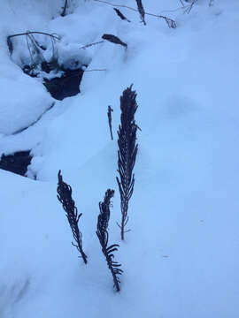 Image of ostrich fern