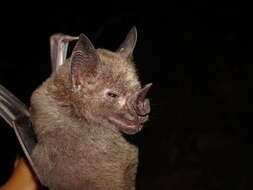 Image of Spear-nosed Bats.