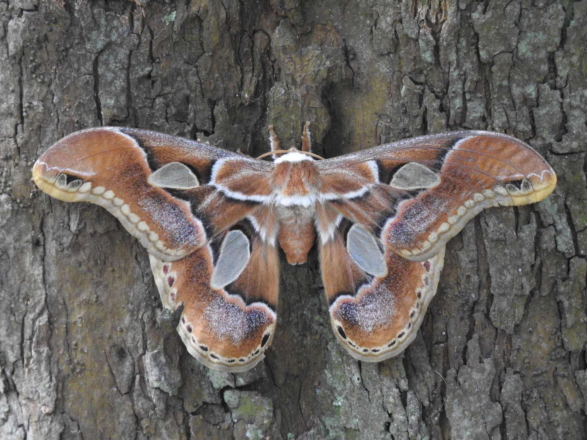 Image of Rothschildia arethusa (Walker 1855)