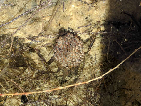 Image of Abedus subgen. Deinostoma Kirkaldy 1897