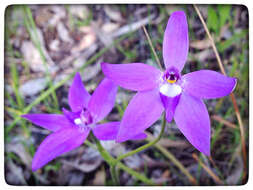 Imagem de Caladenia major (R. Br.) Rchb. fil.