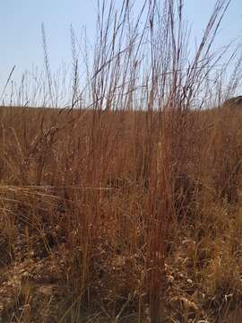 Image of Cross grass