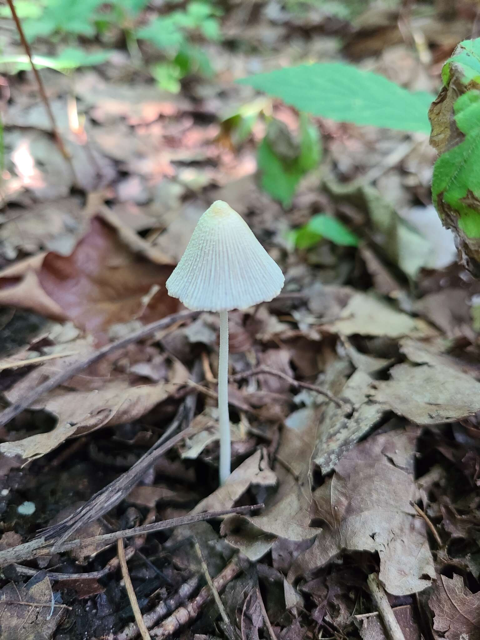 Image of Coprinellus xanthothrix (Romagn.) Vilgalys, Hopple & Jacq. Johnson 2001