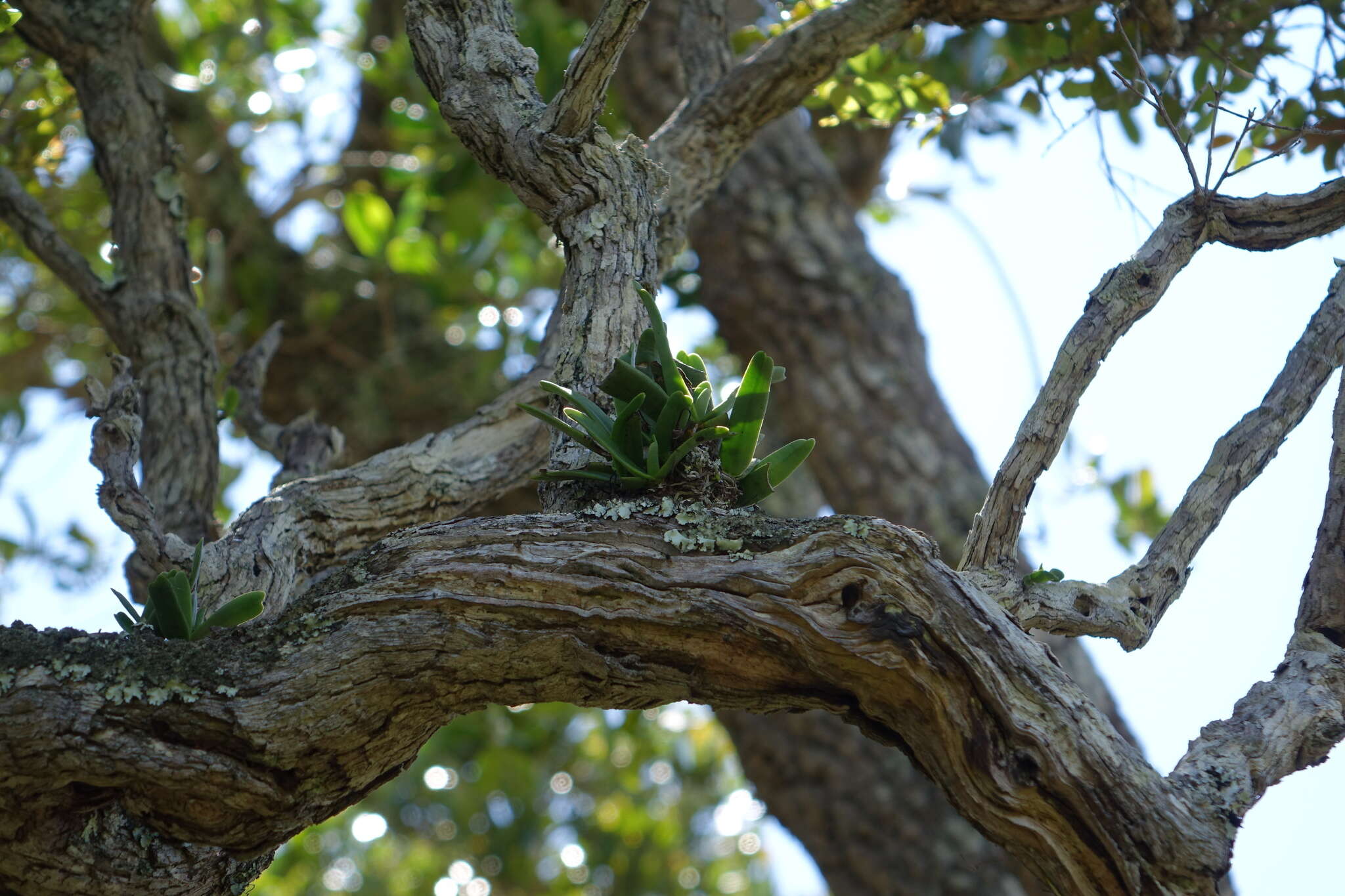 Imagem de Angraecum rutenbergianum Kraenzl.