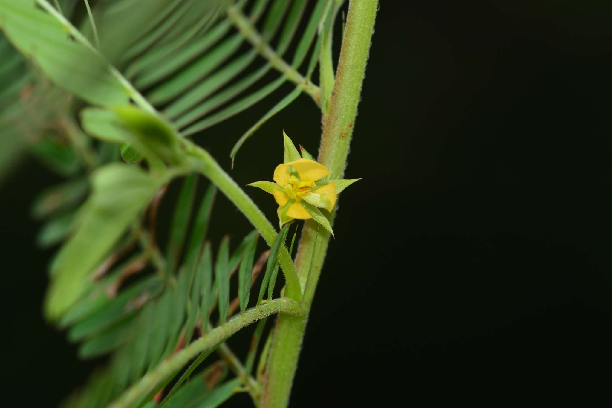 Chamaecrista pumila (Lam.) K. Larsen的圖片