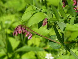 Image of Lathyrus pisiformis L.