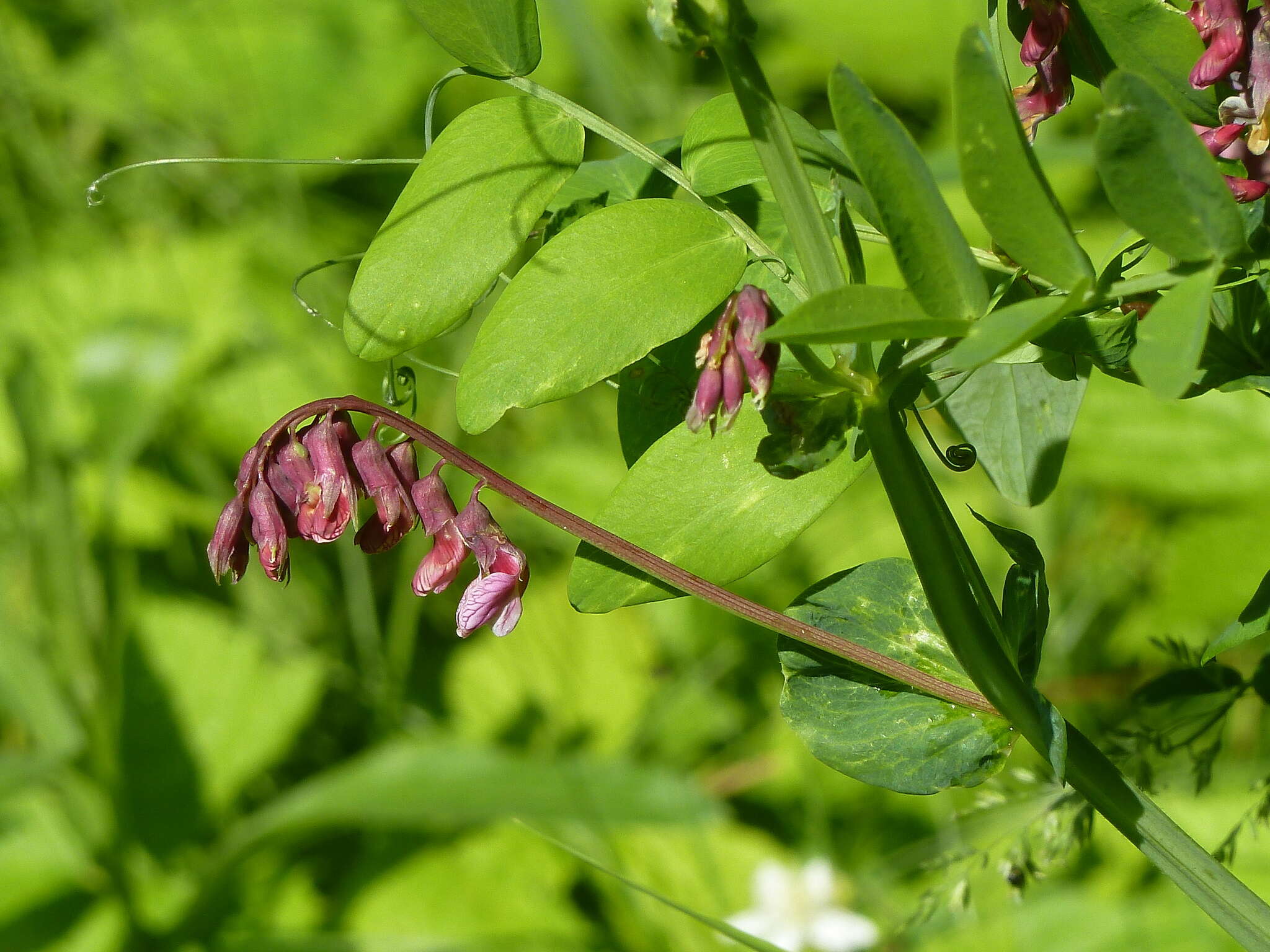 Image of Lathyrus pisiformis L.