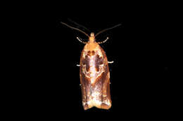 Image de Argyrotaenia felisana