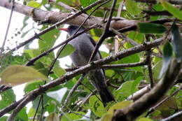 Image of Madagascar Black Bulbul