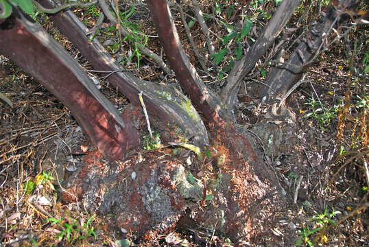 Plancia ëd Arctostaphylos moranii P. V. Wells