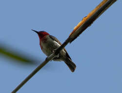 Image of Sulawesi Myzomela