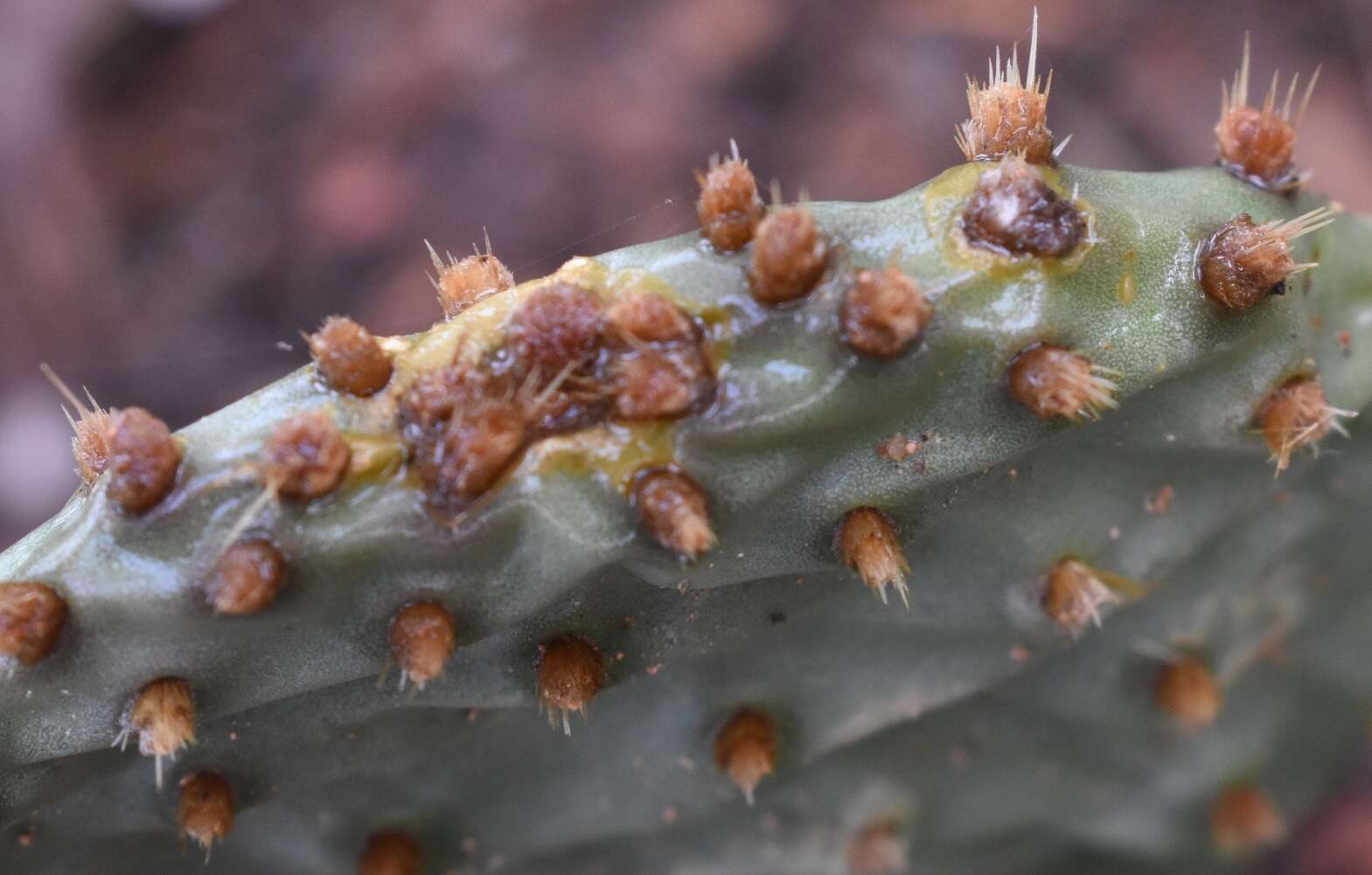 Image of Golden Prickly-pear