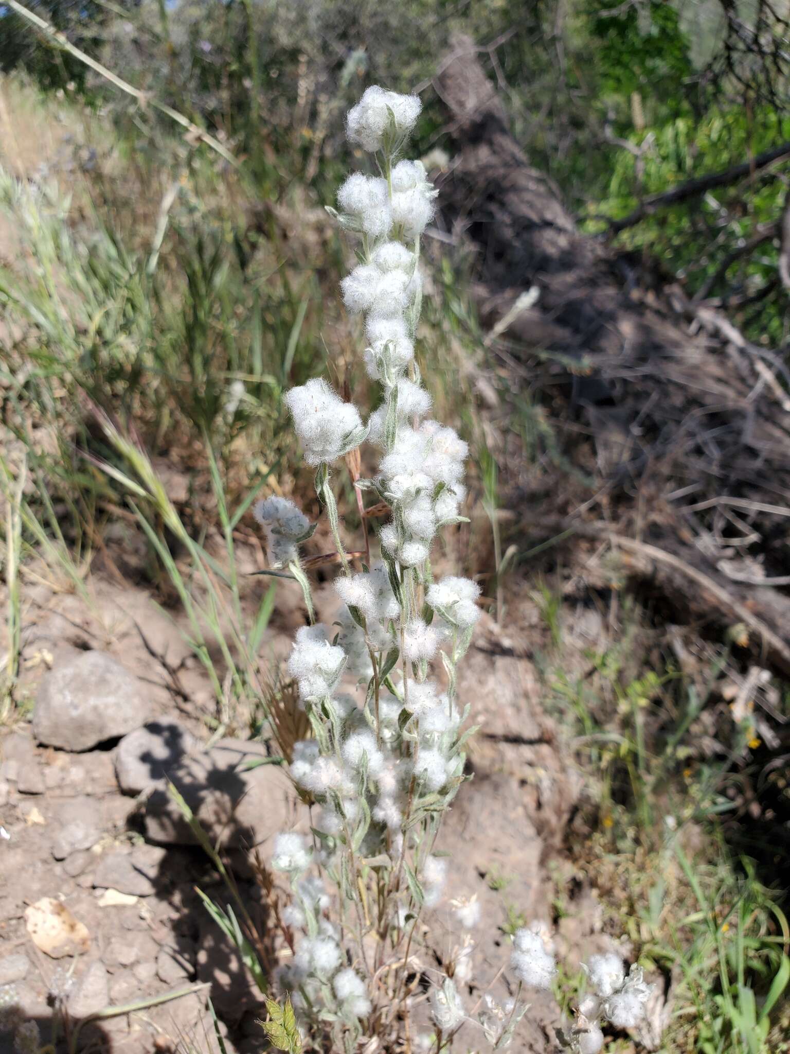 Image of <i>Micropus <i>californicus</i></i> var. californicus