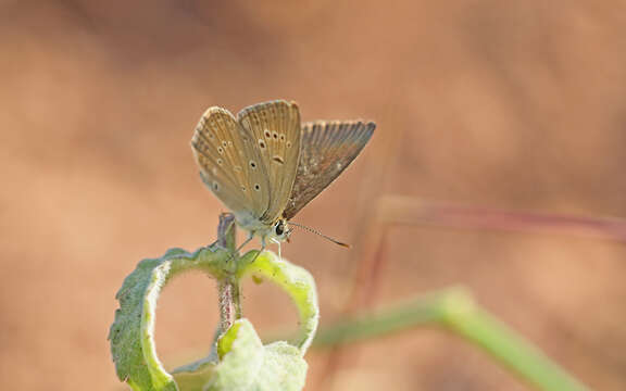 Image of Polyommatus admetus (Esper (1783))