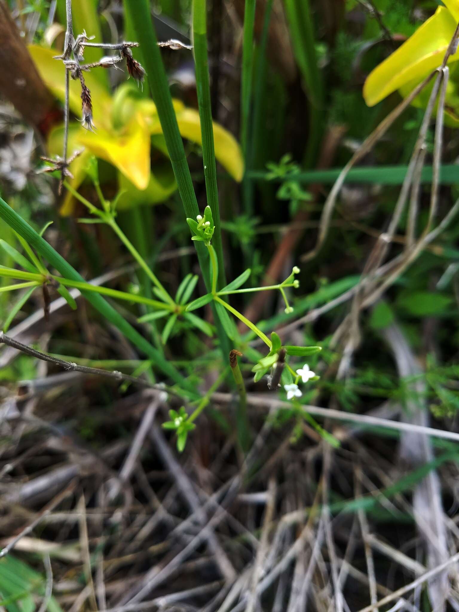 Plancia ëd Galium obtusum Bigelow