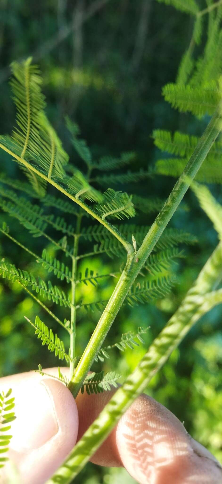 صورة Acacia dealbata subsp. dealbata