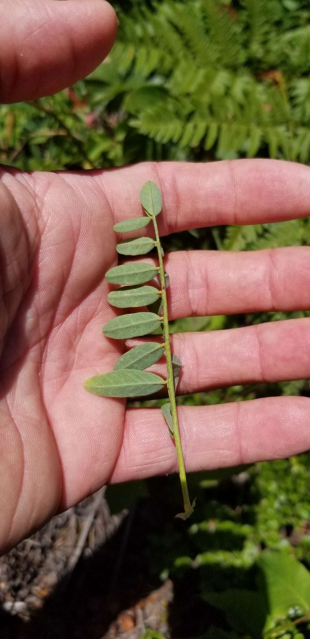 Image of Cooper's milkvetch