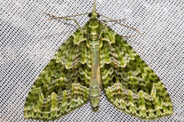 Image of kāmahi green spindle