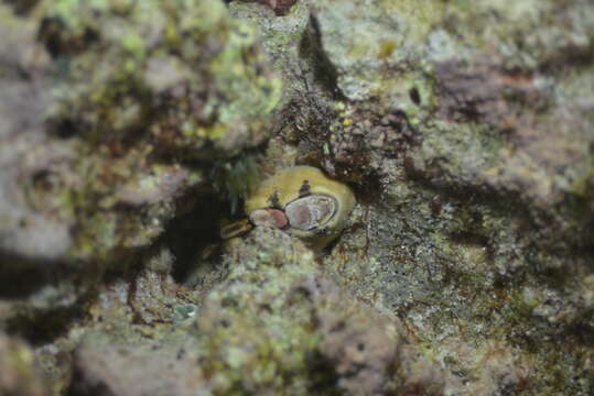 Image of Burrow's chiton