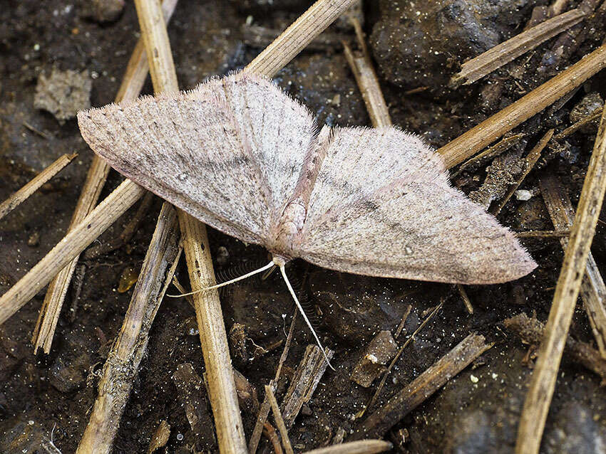 Image of Cyclophora maderensis Bethune-Baker 1891