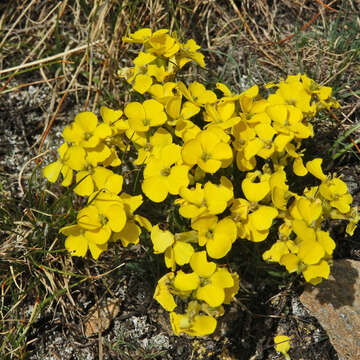 Image of Erysimum jugicolum Jord.