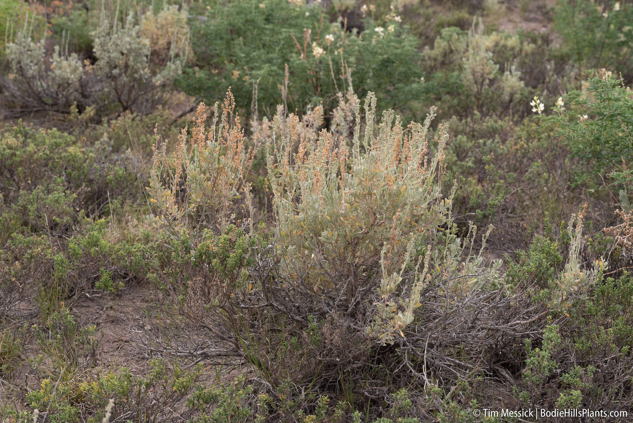 Image of mountain big sagebrush