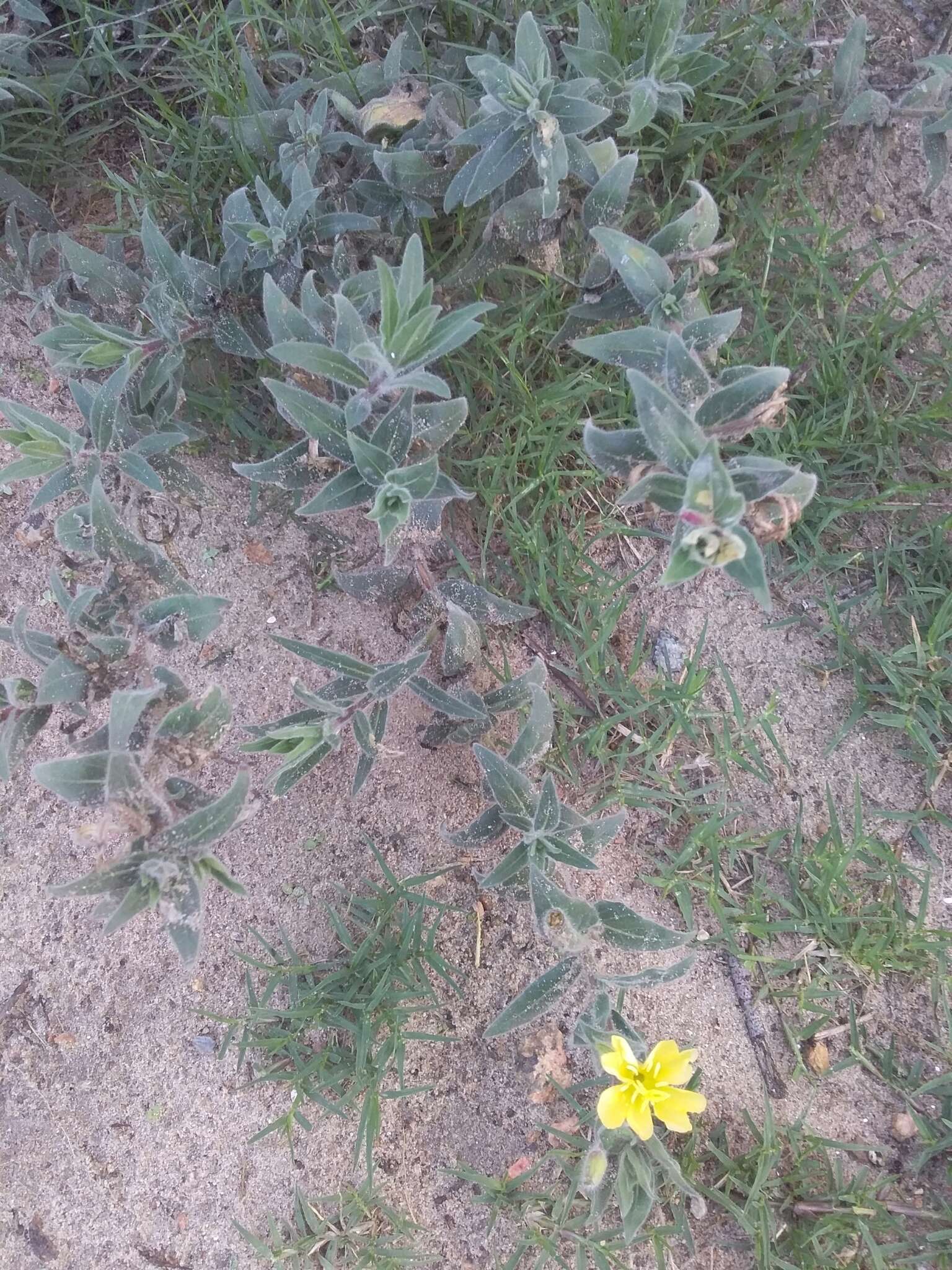 Image of Argentine evening primrose