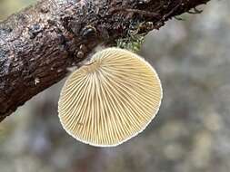 Crepidotus badiofloccosus S. Imai 1939 resmi