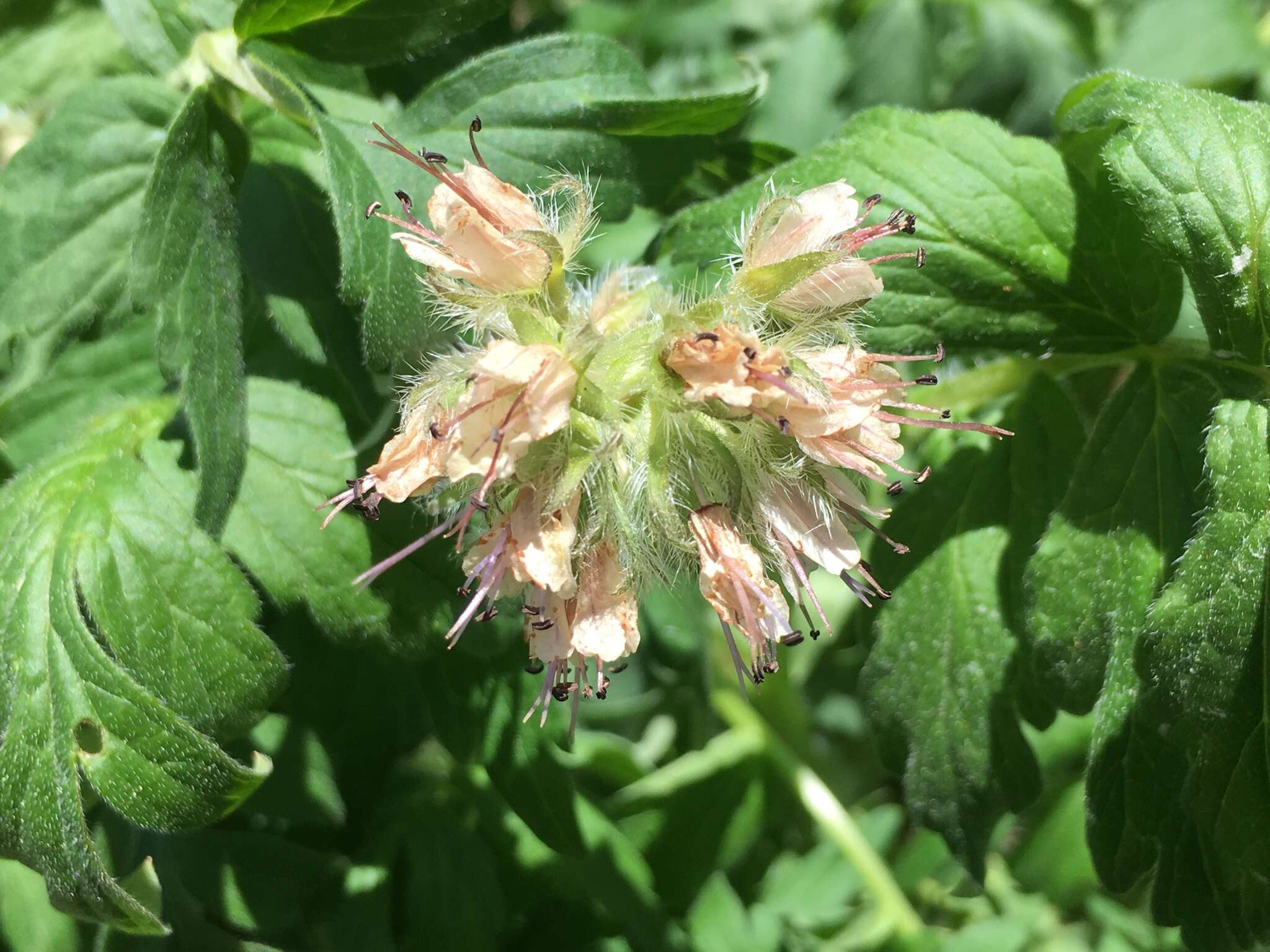 Image of Fendler's Waterleaf