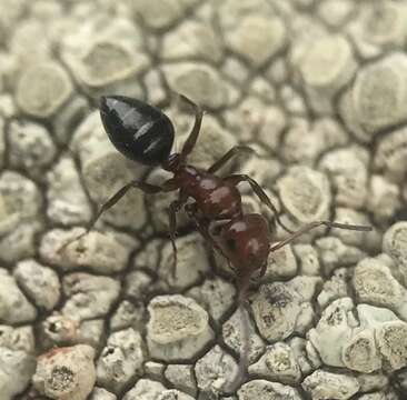 Image of Camponotus bakeri Wheeler 1904