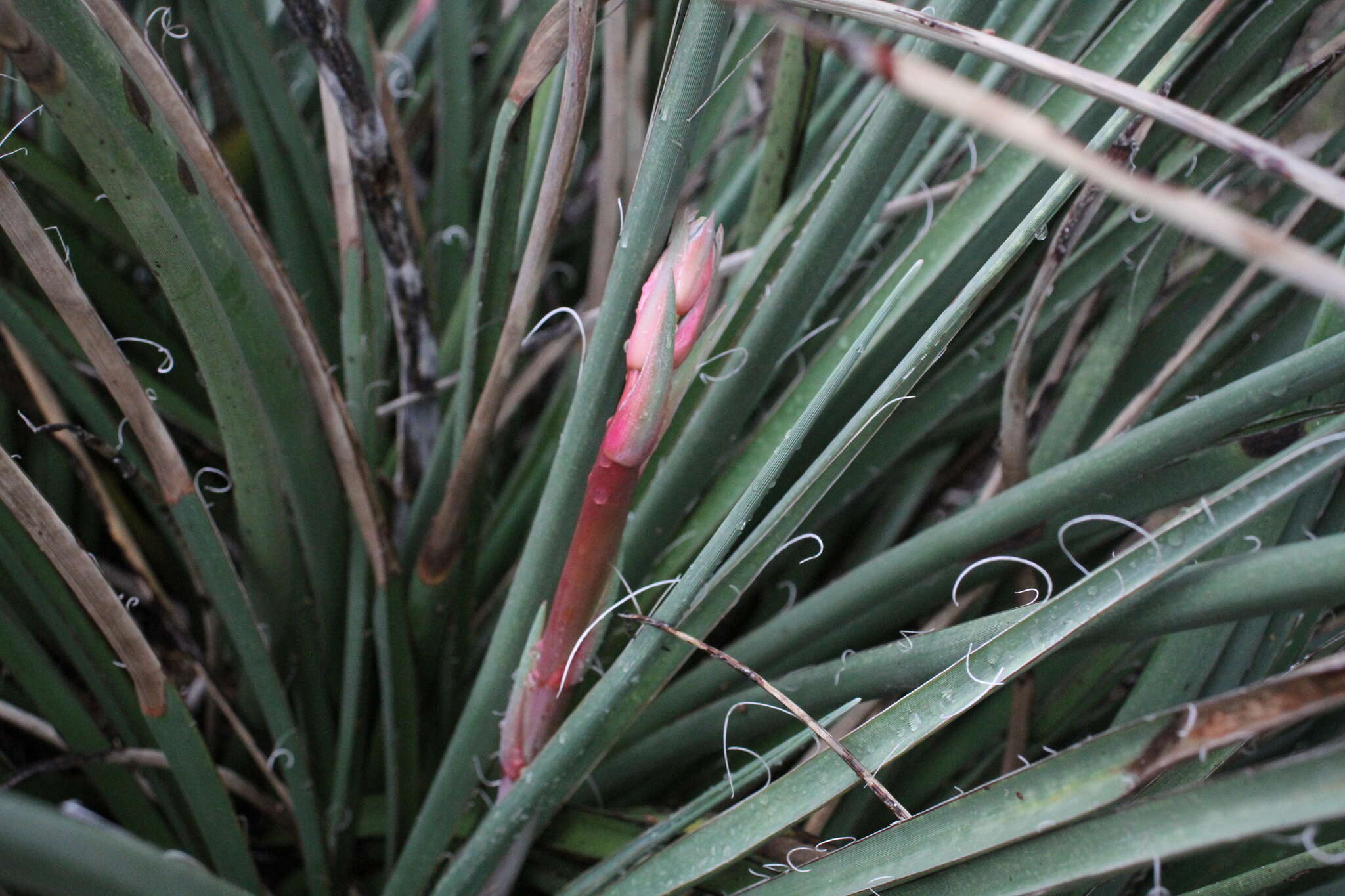 Image of Engelmann's false yucca